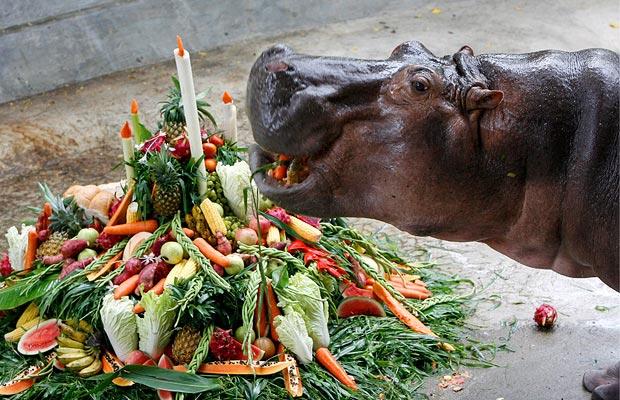 hippopotamus_1013581i.jpg