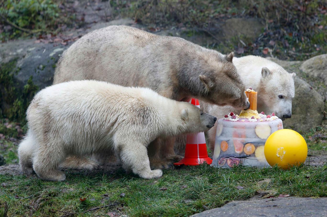 polar-bear-twins.jpg