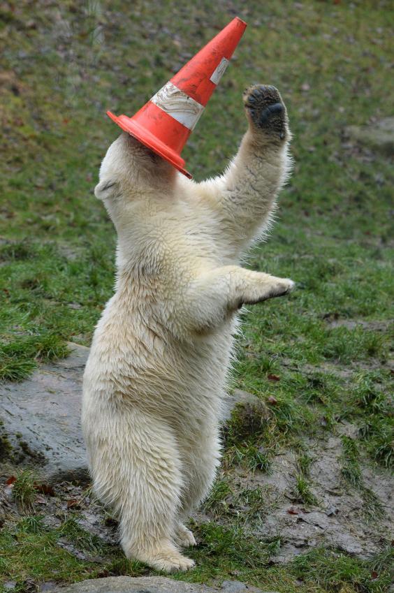 polar-bear-twins4-v2.jpg