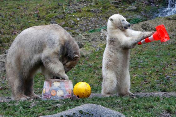 polar-bear-twins5.jpg