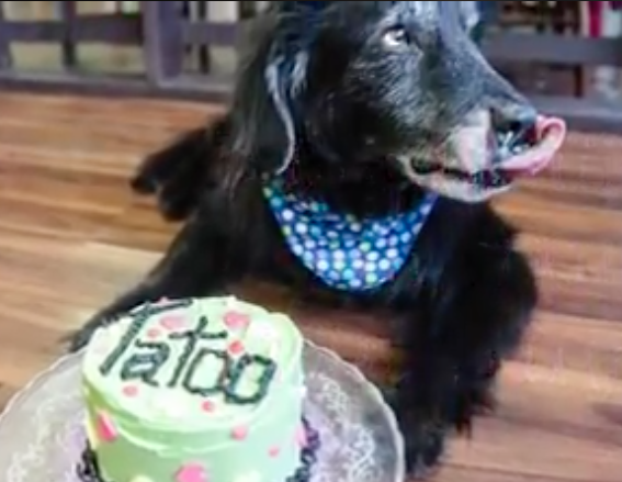 dog birthday