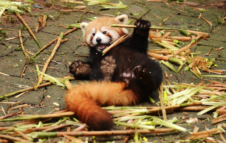 114020554-9e01afe1-f645-464a-8eba-a37d8a4d89c6