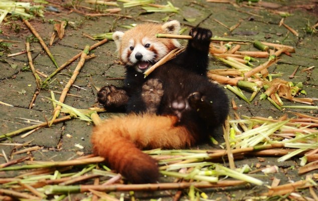 114020554-9e01afe1-f645-464a-8eba-a37d8a4d89c6