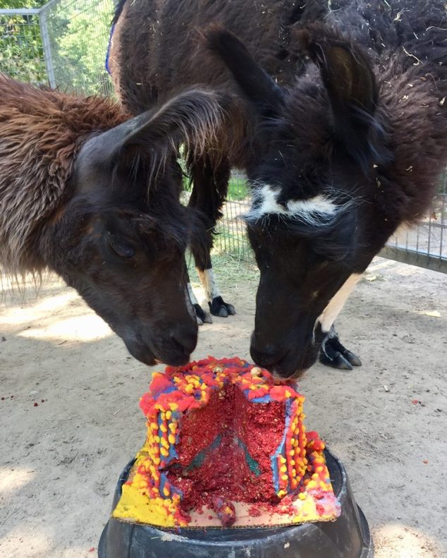 36063363_10156660604927122_7021546177703182336_n