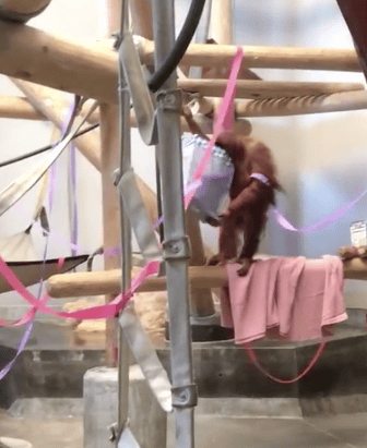 zoo animal birthday
