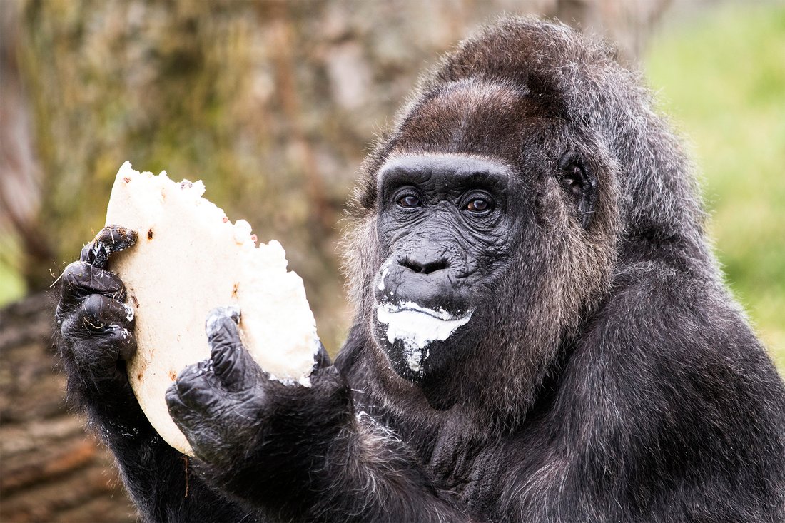 Germany: World's Oldest Gorilla Turns 61