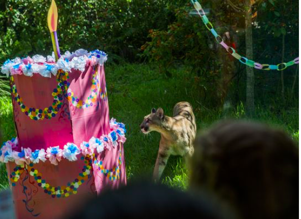 zoo animal birthday